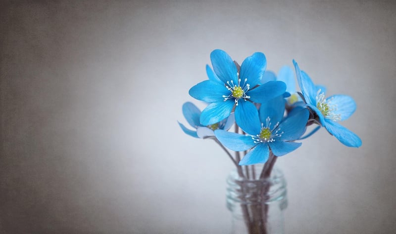 Flowers Image